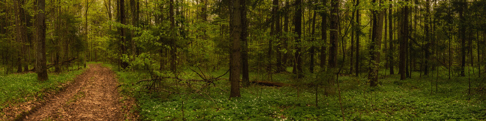 inside a dense green spring forest with a deserted dirt road. widescreen panoramic side view format...