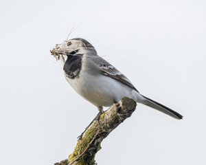 White wagtail, motacilla alba with nesting material in beak perched on a branch with sky background