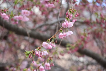 Buds and flowering Sakura Cherry Trees. April in Kungstradgarden in Stockholm City, Sweden. Very beautiful pink colorful background. Negative space. 
