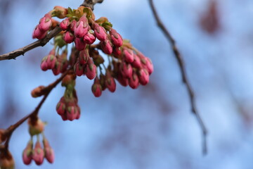 Buds and flowering Sakura Cherry Trees. April in Kungstradgarden in Stockholm City, Sweden. Very beautiful pink colorful background. Negative space. 