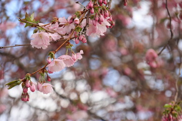 Buds and flowering Sakura Cherry Trees. April in Kungstradgarden in Stockholm City, Sweden. Very beautiful pink colorful background. Negative space. 