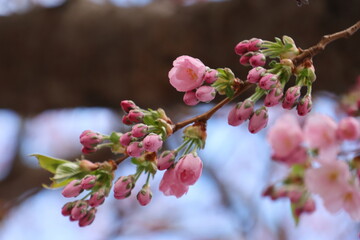 Buds and flowering Sakura Cherry Trees. April in Kungstradgarden in Stockholm City, Sweden. Very beautiful pink colorful background. Negative space. 