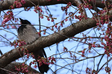 Buds and flowering Sakura Cherry Trees. April in Kungstradgarden in Stockholm City, Sweden. Very beautiful pink colorful background. Negative space. 
