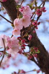 Buds and flowering Sakura Cherry Trees. April in Kungstradgarden in Stockholm City, Sweden. Very beautiful pink colorful background. Negative space. 