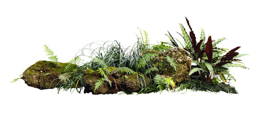 Tropical plant fern moss bush tree jungle stone rock isolated on white background with clipping...