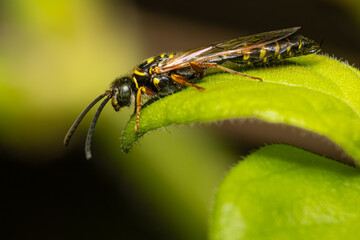 Small striped wasp on a leaf