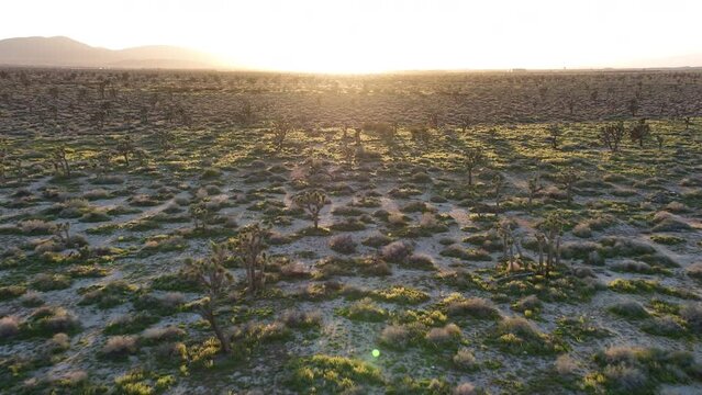 Sunset Mojave Desert Joshua Trees in Palmdale Aerial Shot Forward California USA