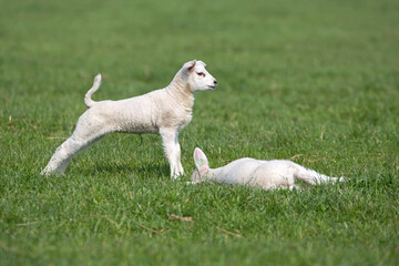 Obraz premium Lambs in the meadow 
