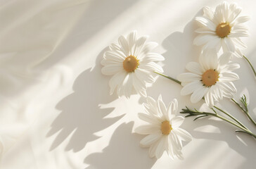 beautiful white daisy flowers on white background under sunlight with shadows, aesthetic design with copy space 