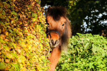 little brown mini Shetland pony has hidden behind an autumnal hedge and is looking around the corner