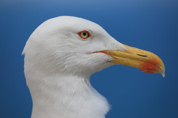 close up of a seagull