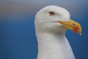 close up of a seagull
