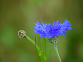 blue flower of a thistle