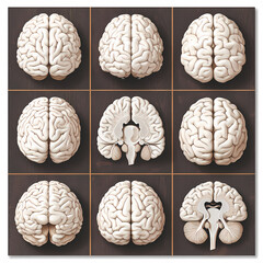 Detailed Brain Section Insights for Scientific Research and Education