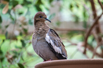 White Winged Dove perched on the side of a water bowl facing to the left