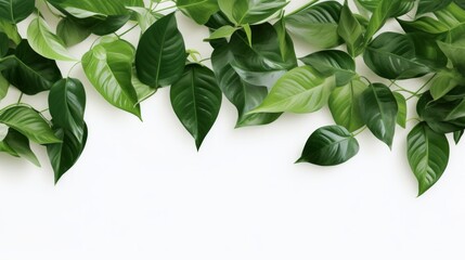 Green leaves frame isolated on white background