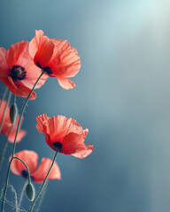Red poppies against a soft blue background.