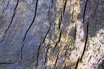interesting natural wooden pattern