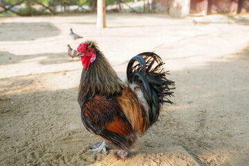 Harvesting chicken for meat in modern farm, group of chickens on the farm.