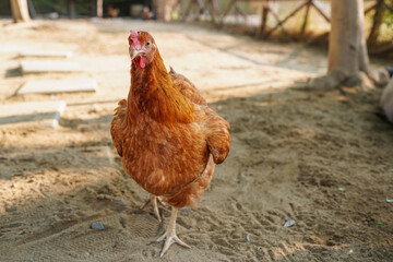 Harvesting chicken for meat in modern farm, group of chickens on the farm.