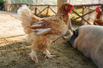 Harvesting chicken for meat in modern farm, group of chickens on the farm.