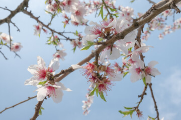 Cherry branch full of flowers with and without petals