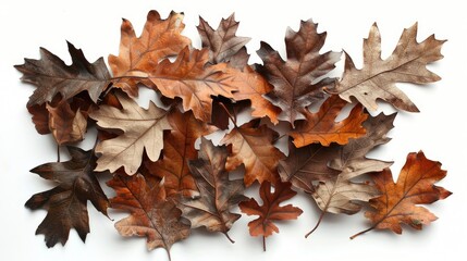 Autumn oak leaves collection on white background Bundle of dried oak leaves for design purposes