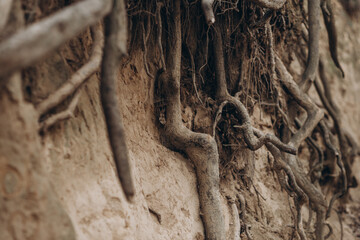 tree roots are long-term, tree structure