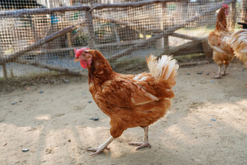 Harvesting chicken for meat in modern farm, group of chickens on the farm.