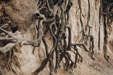 tree roots are long-term, tree structure