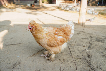 Harvesting chicken for meat in modern farm, group of chickens on the farm.