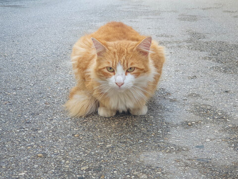 Miradas de gatos callejeros o ferales de diferentes colores