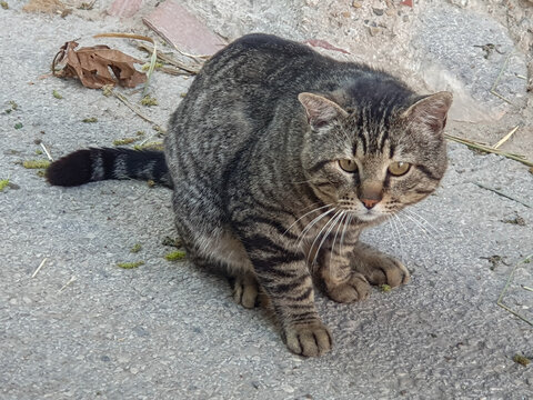Miradas de gatos callejeros o ferales de diferentes colores