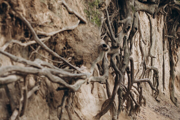 tree roots are long-term, tree structure