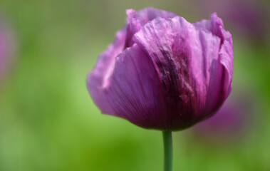 purple poppy flower
