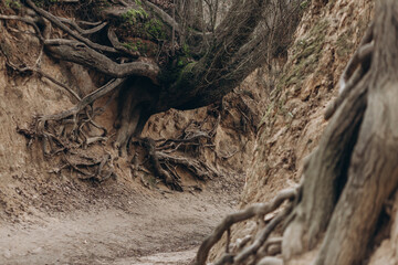 tree roots are long-term, tree structure