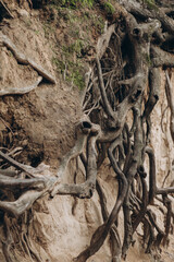 tree roots are long-term, tree structure