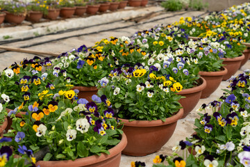 Fototapeta na wymiar Cultivation of Viola tricolor for the purpose of edible flowers for chef dishes and hotels