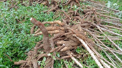 The cassava fruit that has been removed is collected in piles before being chopped for transportation