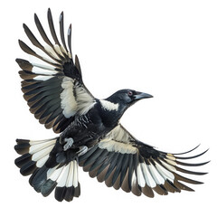 Australian Magpie, Magpie in Mid-Flight