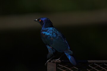 Cape Glossy Starling