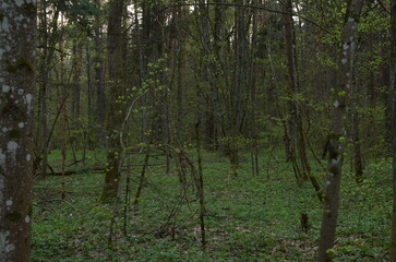 Obraz premium Beautiful nature