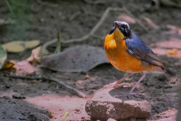 Indian Blue robin