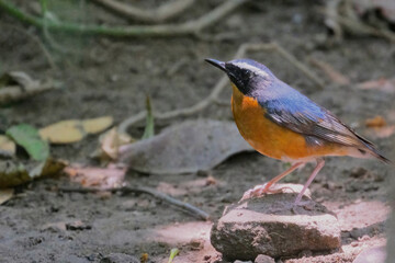 Indian Blue robin