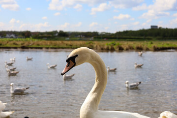 Swan on the river in Ireland, Spring 2024