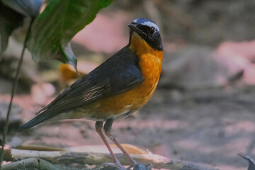 Indian Blue robin