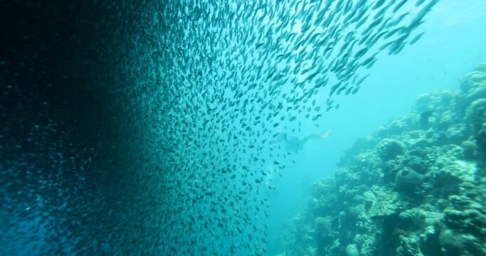 A school of sardines forms a ball to hide from the shark. A flock herd  of millions of fish swirls around the camera and corals. Seascape with a baitball of sardine fish in the Caribbean Sea