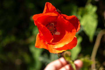 Fototapeta premium Red poppy flower in garden