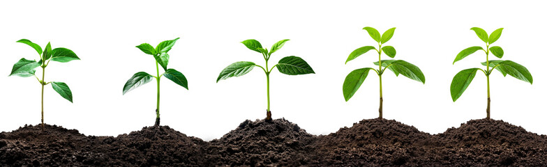 Plants growing from the ground with dark soil isolated on white or transparent background