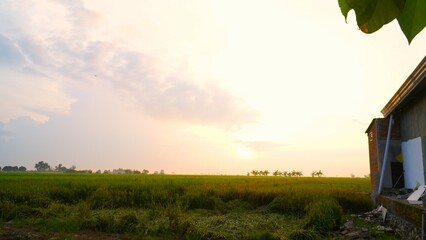 clearly landscape on green rice field in the morning

